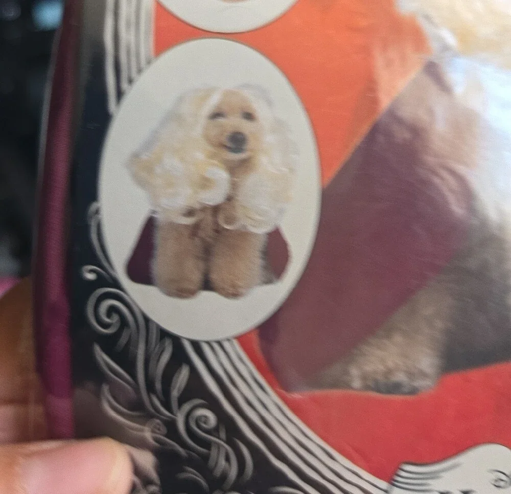 Disney Hocus Pocus Sarah Sanderson Dog Costume -Burgundy & White
